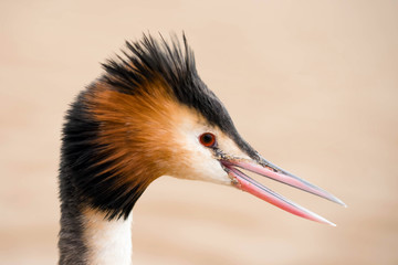 beautiful macro portrait of a great crested grebe in nature