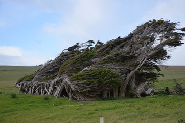 S&uuml;dkap Slope Point Neuseeland S&uuml;dinsel