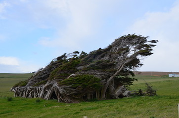 S&uuml;dkap Slope Point Neuseeland S&uuml;dinsel