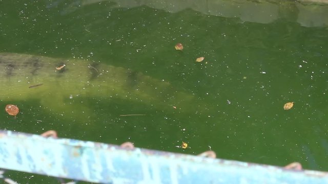 Clip of a crocodile simming in a pool in the zoo of Indore, Madhya Pradesh, India. Wild animals in captivity, crocodiles in river