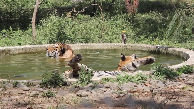 Clip of two tigers taking a bath in a pool the zoo of Indore, Madhya Pradesh, India. Wild animals relaxing themselves