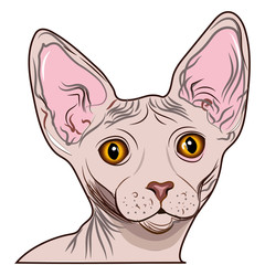 Sphynx cat. Muzzle of cat sphynx. Vector illustration isolated on white background. wall stickers