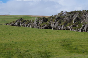 S&uuml;dkap Slope Point Neuseeland S&uuml;dinsel