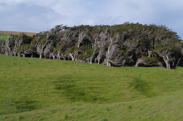 S&uuml;dkap Slope Point windumtost  Neuseeland S&uuml;dinsel