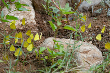 Eurema brigitta