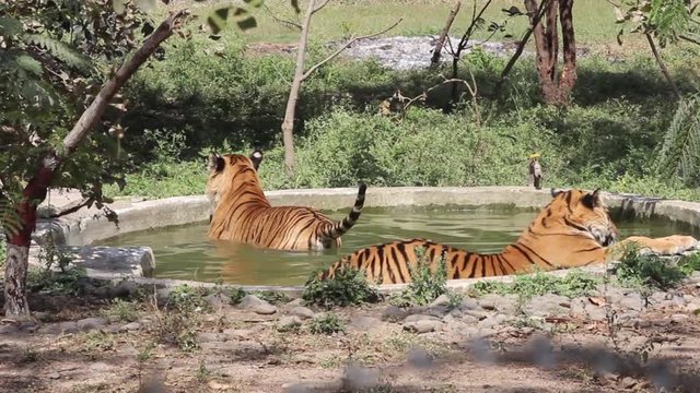 Clip of two tigers taking a bath in a pool the zoo of Indore, Madhya Pradesh, India. Wild animals in captivity relaxing themselves