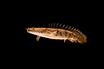 Polypterus endlicheri-Bichir fish, a species of freshwater fish in the bichir family (Polypteridae)...