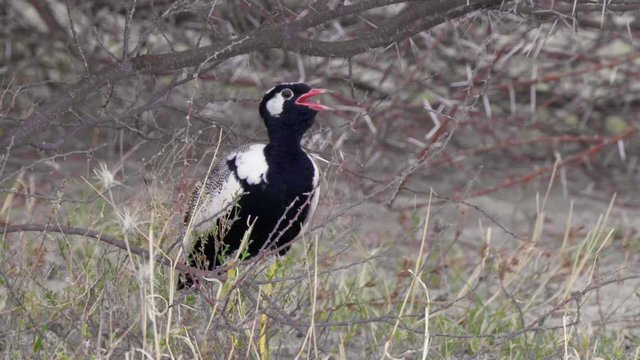 Southern Black Korhaan, Also Known As Black Bustard, Calling While Standing On The Grassland In Botswana - Medium Shot
