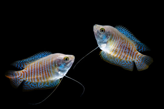 Dwarf gourami (Colisa lalia) isolated on black background