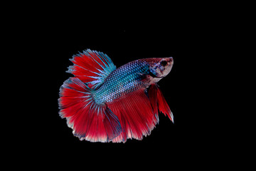 Multi color Siamese fighting fish(Rosetail),fighting fish,Betta splendens,on black background