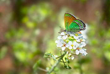 Butterfly Sandia Hairstreak Rare