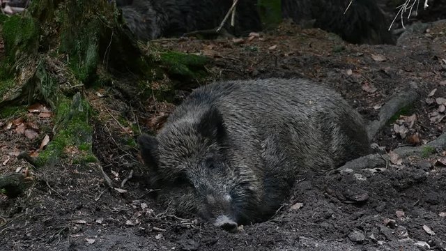 Male wild boar (Sus scrofa) sleeping in the mud in forest