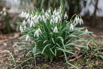 Obraz premium spring snowflake in the grass