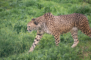 A Strong Cheetah Stalks Through the Low Green Grass