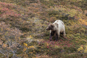 Grizzly Bear in Autumn  in Denali National Park Alaska