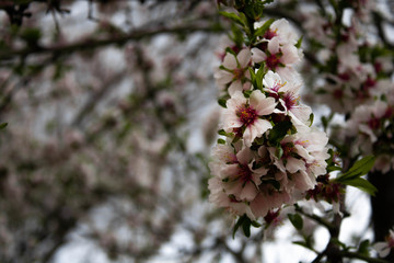 flores blancas y rosas