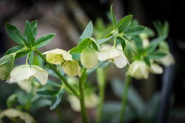 Hellebore, Helleborus spring flora in the garden