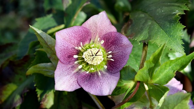 Close-up Helleborus Orientalis Lenten Rose