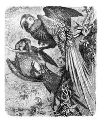 Arara (Sittace militaris) parrot / Antique illustration from Brockhaus Konversations-Lexikon 1908 © Basicmoments