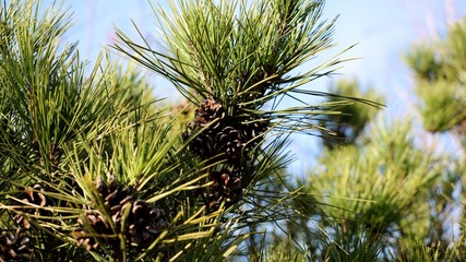 Little pine cone on a tree. Mountain pine