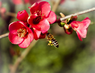 Fototapeta na wymiar Chaenomeles Japonica and Bee