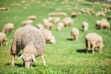 Schafherde im Frühling auf einer Weide im Bodenseekreis