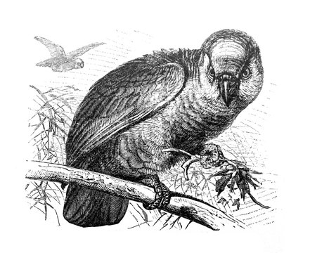 Amazone parrot (Chrysotis amazonica) / Antique illustration from Brockhaus Konversations-Lexikon 1908