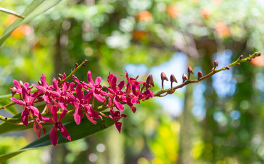 Red Vanda Orchids flowers are blooming in the garden.
