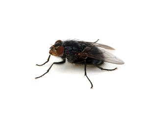  fly on a white background