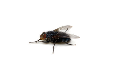 fly isolated on a white