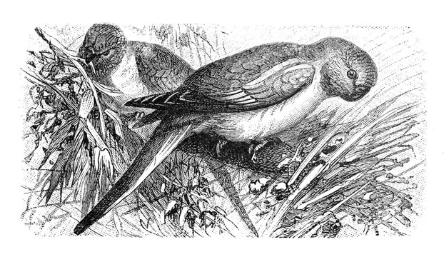 Parakeet (Neophema pulchella) Australian bird / Antique illustration from Brockhaus Konversations-Lexikon 1908