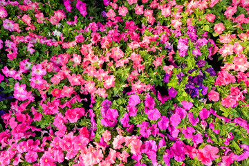 small flowers plant on ground ,mini garden concept.