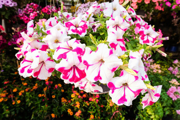 Obraz premium small flowers plant on ground ,mini garden concept.