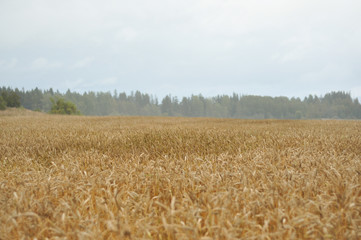 Yellow wheat spikes in the field in rainy autumn day