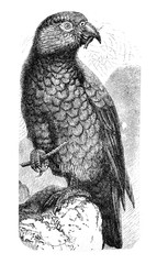 Nestor notabilis New Zealand Kea / Antique illustration from Brockhaus Konversations-Lexikon 1908