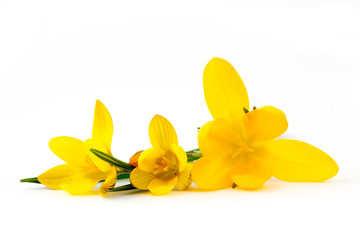 crocus - one of the first spring flowers