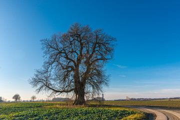 Fototapeta premium Green nature with nice tree