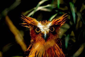 owl watch the camera