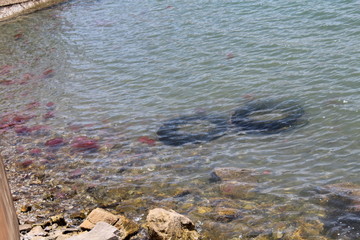 stones in water, Jelly fish