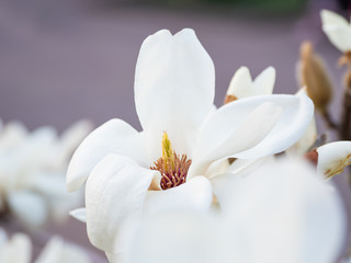 Fototapeta na wymiar Blooming magnolia. Natural spring background with big beautiful white flower.