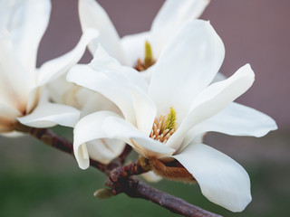 Naklejka na ściany i meble Blooming magnolia. Natural spring background with big beautiful white flower.