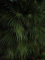 Natural background with palm tree leaves. Dark toned photo of tropical tree foliage.