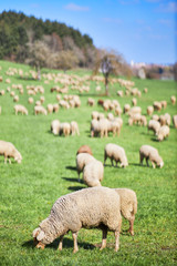 Fototapeta premium Schafherde im Frühling auf einer Weide im Bodenseekreis