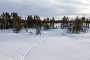 Snowy landscape with traces of the snowmobile, winter in the forest