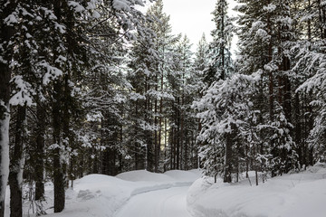 Winter road snow pine forest landscape. A lot of snow