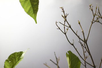 Purple flowers with green leaf and branch isolated on background - soft fogus