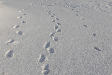 Abstract white background with animal footprints in the snow. Paw print of a wild or domestic animal on white snow in winter.