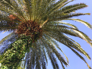 Fototapeta na wymiar Bottom view on palm tree foliage on clear blue sky background.