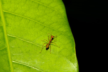 Close up red ant on green leaf in nature at thailand