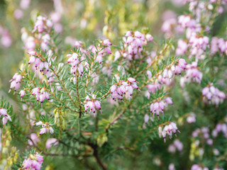 Blooming Calluna vulgaris, known as common heather, ling, or simply heather. Natural spring background with sun shining through pink beautiful flowers.